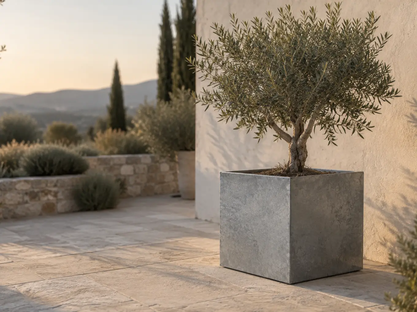 Vue d'artiste d'un bac cube en acier galvanisé brut planté d'un olivier taillé, sur une terrasse en pierre claire au soleil de fin de journée